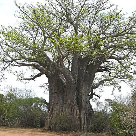 Adansonia - Afrikaanse baobab - 5 zaden