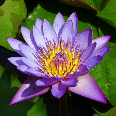 Maak een sneeuwpop zuiger Persoonlijk Blauwe lotus (Nymphaea nouchali) - 10 zaden - Onszaden