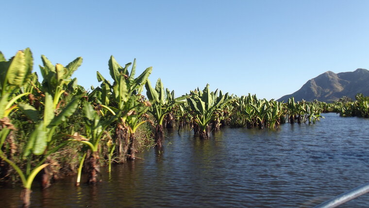 Waterbanaan (Typhonodorum lindleyanum)