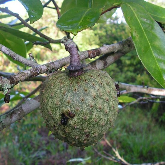 Bergzuurzak (Annona montana)