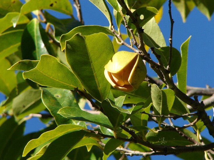 Bergzuurzak (Annona montana)