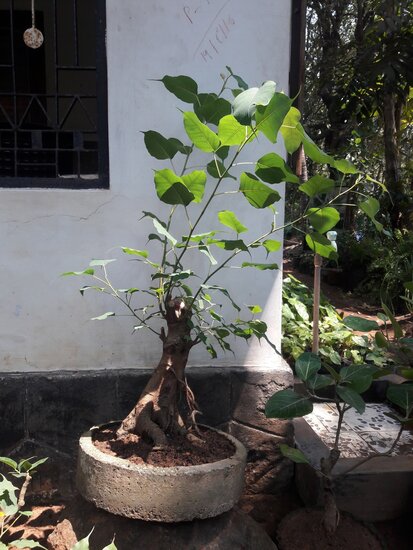 Bodhiboom (Ficus religiosa)