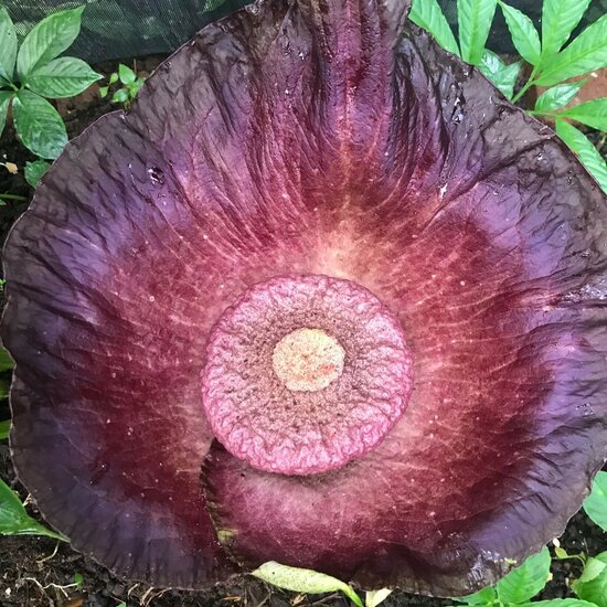 Aronskelk (Amorphophallus hirsutus)