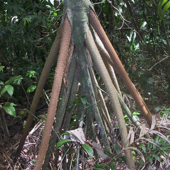 Wandelpalm (Socratea exorrhiza)