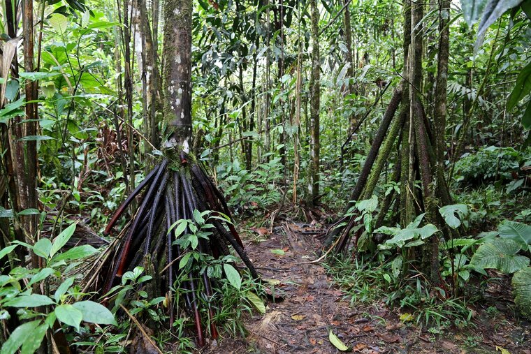 Wandelpalm (Socratea exorrhiza)