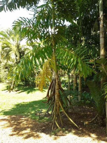 Wandelpalm (Socratea exorrhiza)