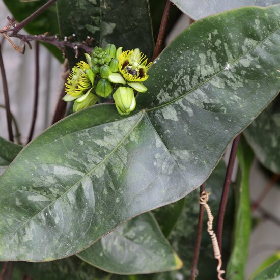 Grote vleermuispassiebloem (Passiflora megacoriacea)