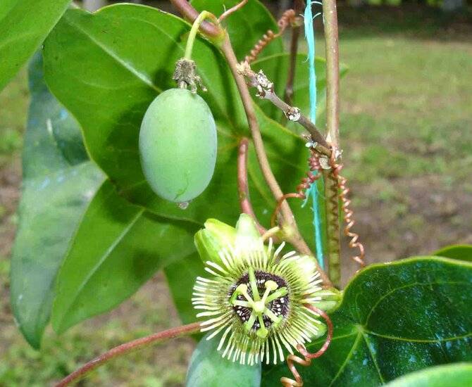 Grote vleermuispassiebloem (Passiflora megacoriacea)