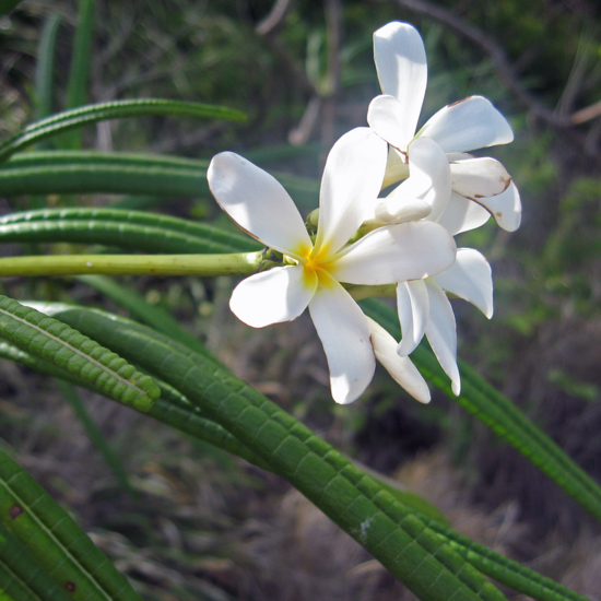 Witte frangipani (Plumeria alba)