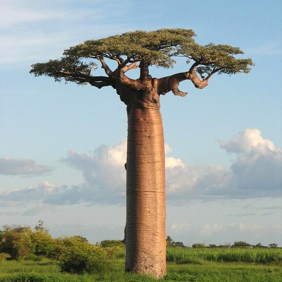 Reuzenbaobab (Adansonia grandidieri)