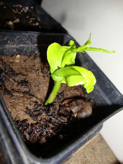 Reuzenbaobab (Adansonia grandidieri)