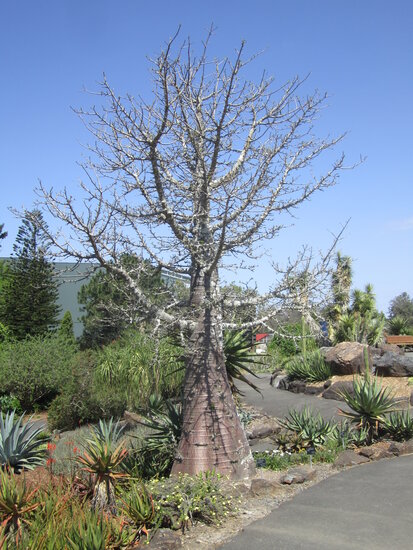 Reuzenbaobab (Adansonia grandidieri)