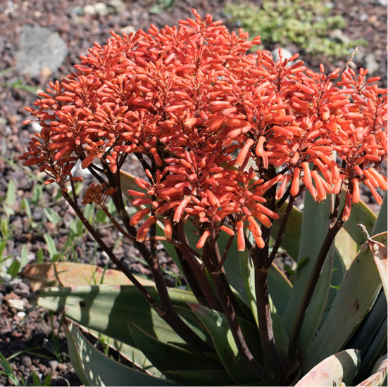 Koraal-alo&euml; (Aloe striata)