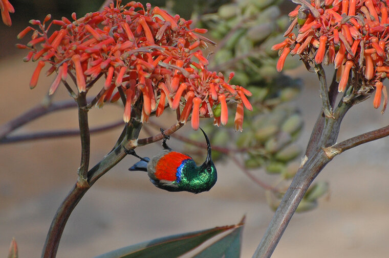 Koraal-alo&euml; (Aloe striata)