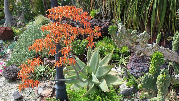 Koraal-alo&euml; (Aloe striata)