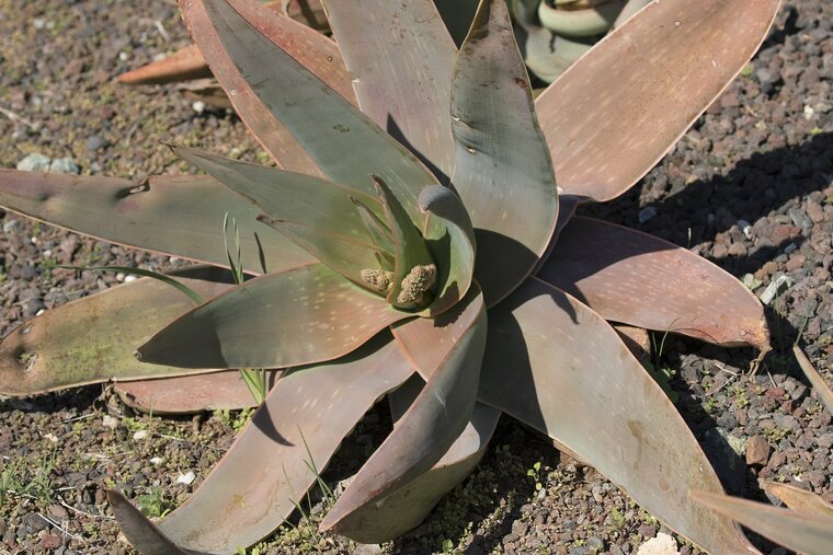 Koraal-alo&euml; (Aloe striata)