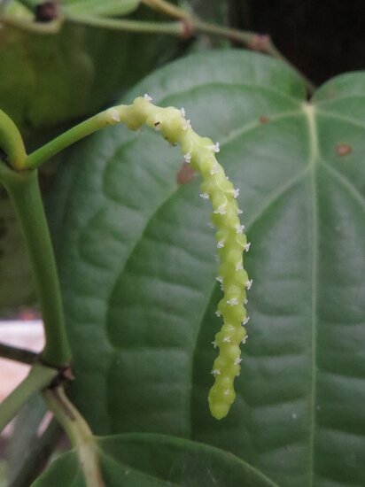 Zwarte peper (Piper nigrum)