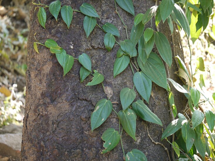 Zwarte peper (Piper nigrum)