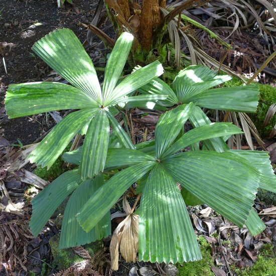 Vietnamese waaierpalm (Lanonia dasyantha)