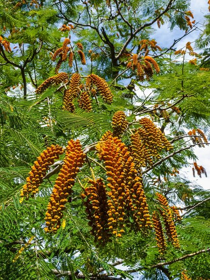 Colville&#039;s glorieboom (Colvillea racemosa)