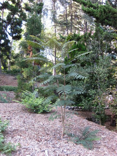 Colville&#039;s glorieboom (Colvillea racemosa)