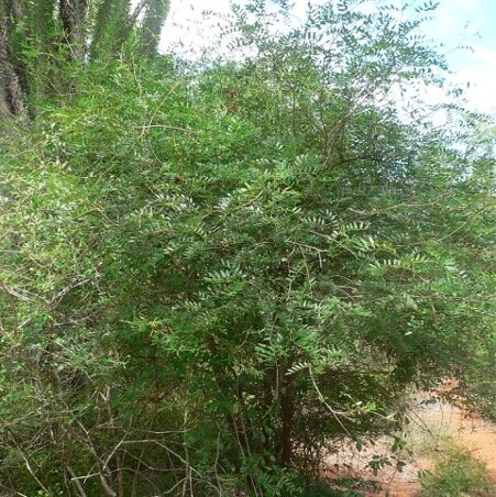 Anakaraka (Dupuya madagascariensis)