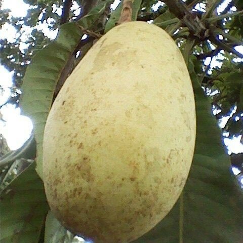 Witte mango (Mangifera caesia)