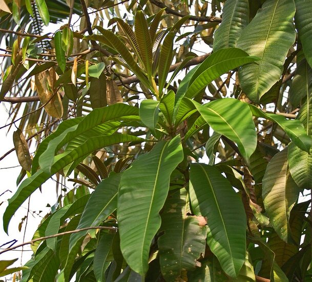 Witte mango (Mangifera caesia)