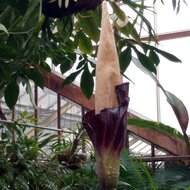 Aronskelk (Amorphophallus decus-silvae)