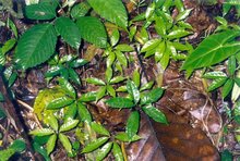 Aronskelk (Amorphophallus decus-silvae)