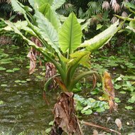 Waterbanaan (Typhonodorum lindleyanum)