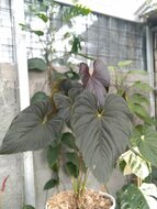 Anthurium moodeanum