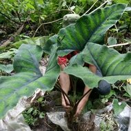 Alocasia (Alocasia sp. &#039;Olanii&#039;)