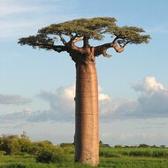 Reuzenbaobab (Adansonia grandidieri)