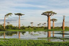 Reuzenbaobab (Adansonia grandidieri)