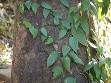 Zwarte peper (Piper nigrum)