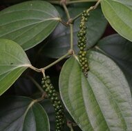 Zwarte peper (Piper nigrum)