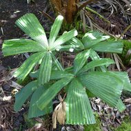 Vietnamese waaierpalm (Lanonia dasyantha)