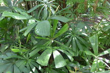 Vietnamese waaierpalm (Lanonia dasyantha)