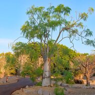 Madagaskar fantoomboom (Moringa drouhardii)