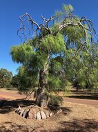 Madagaskar fantoomboom (Moringa drouhardii)