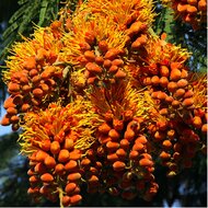 Colville&#039;s glorieboom (Colvillea racemosa)