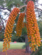 Colville&#039;s glorieboom (Colvillea racemosa)