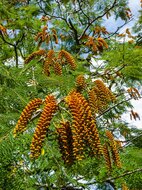 Colville&#039;s glorieboom (Colvillea racemosa)