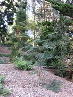 Colville&#039;s glorieboom (Colvillea racemosa)