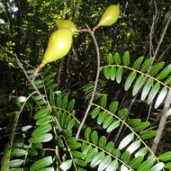 Anakaraka (Dupuya madagascariensis)