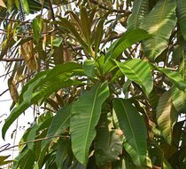 Witte mango (Mangifera caesia)