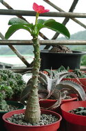 Bontaka (Pachypodium baronii)