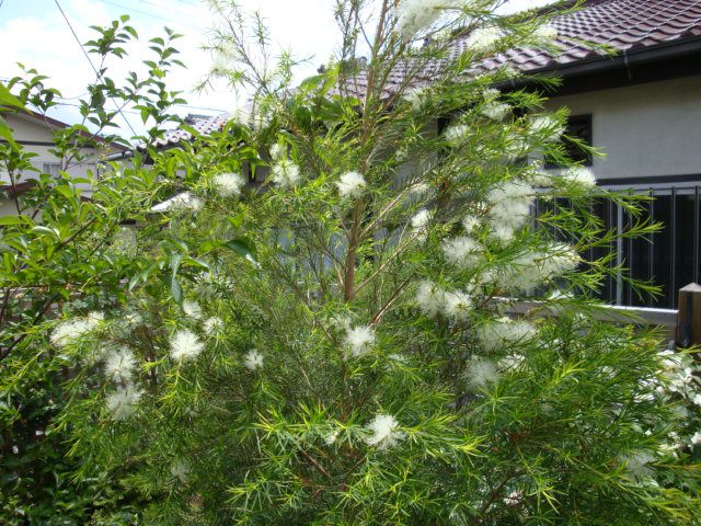 Verslijten Invloed Petulance Melaleuca alternifolia - Theeboom - zaden - Onszaden