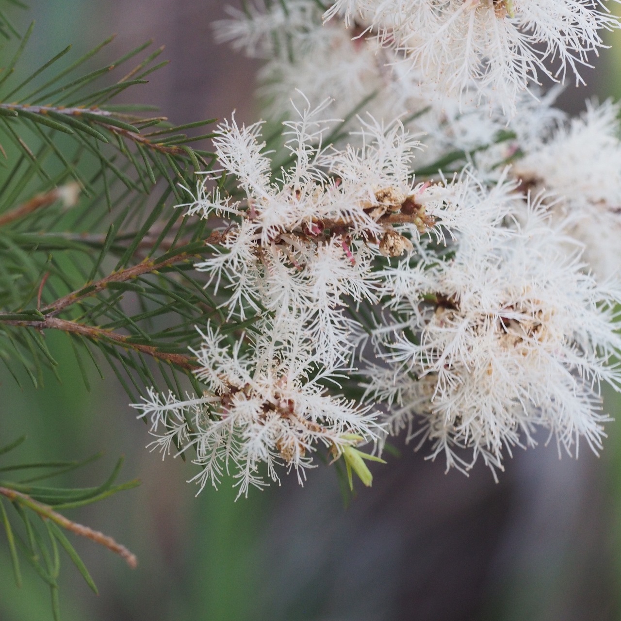 Melaleuca alternifolia outlet oil